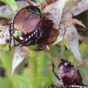 Controlling Japanese Beetles Image